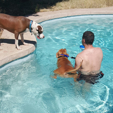 Shangri-La Dog Training swimming pool